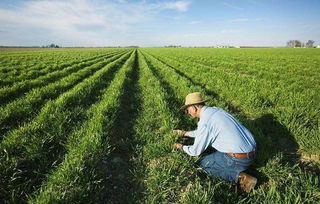 沒了中國市場，特朗普發(fā)放200億補貼資金，這次美農(nóng)卻不買賬了