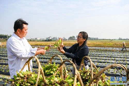 廣西貴港稻菜輪作模式 推動農(nóng)業(yè)增收與畜產(chǎn)品貿(mào)易發(fā)展