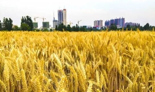 建行棗莊分行 以‘裕農(nóng)通’業(yè)務(wù)為支點，奏響鄉(xiāng)村振興金色樂章