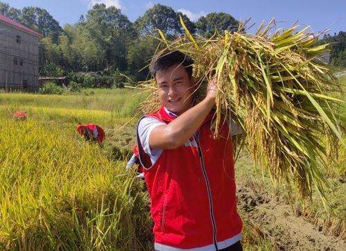 江西永新 助農(nóng)秋收忙 共繪新畫卷