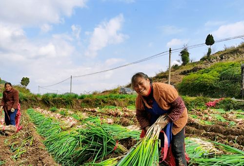 蔥郁龍坪，綠意滿“林”助農(nóng)增收