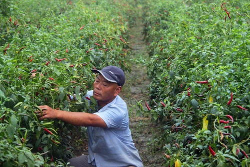 楊集鎮(zhèn) 秋來(lái)辣椒紅似火 椒農(nóng)笑意滿枝頭