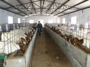 養(yǎng)哪種羊最賺錢(qián)？市場(chǎng)分析與品種推薦